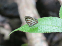 Euptychia