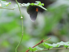 Hades noctula