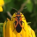 False Milkweed Bug - Photo (c) John Boback, some rights reserved (CC BY-NC), uploaded by John Boback
