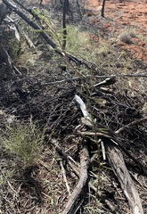 Solanum ferocissimum