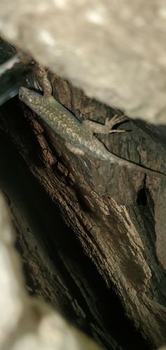 iNaturalist observation photo of Western Fence Lizard