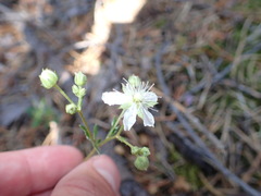 Sibbaldiopsis tridentata