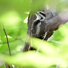 Dryobates villosus villosus