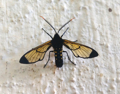Isanthrene incendiaria