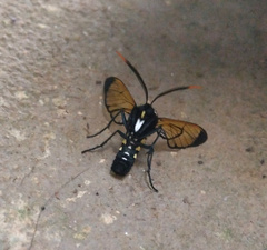 Isanthrene incendiaria