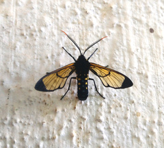 Isanthrene incendiaria