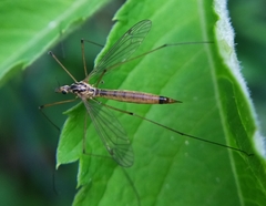 Nephrotoma cornicina