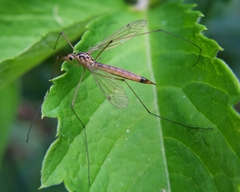 Nephrotoma cornicina