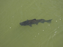 Steindachneridion melanodermatum