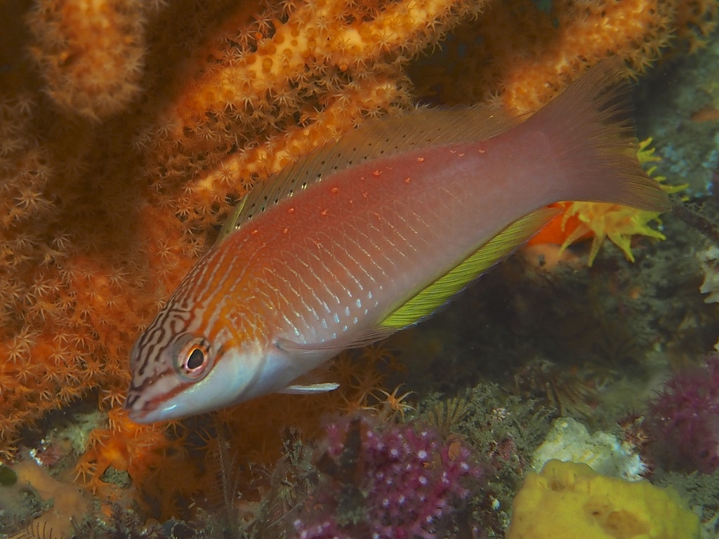 Bambooleaf Wrasse