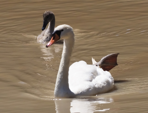 Cygne tuberculé, jeune