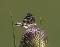 Melanargia galathea