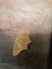 Ourapteryx sambucaria