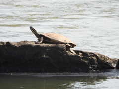 Phrynops williamsi