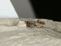 Apotomis betuletana
