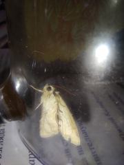 Charanyca trigrammica