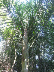 Dypsis bejofo