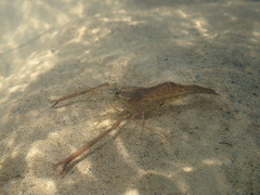 Macrobrachium venustum