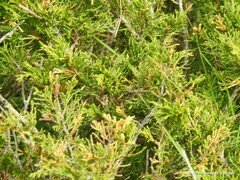 Juniperus sabina