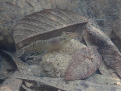 Macrobrachium venustum