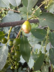 Contarinia virginianiae