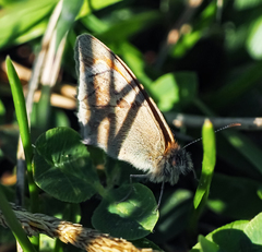Coenonympha pamphilus