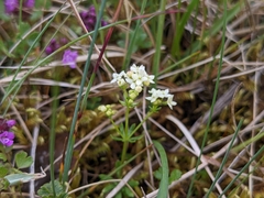 Galium normanii