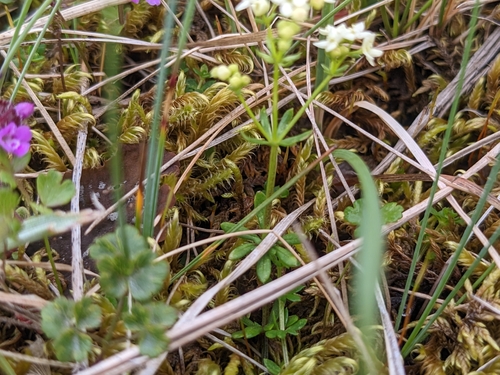 Image of Galium normanii by (c) Attila Oláh, some rights reserved (CC BY)