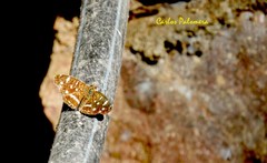 Anthanassa ptolyca amator