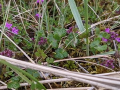 Thalictrum alpinum