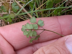 Thalictrum alpinum