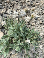 Arnica griscomii