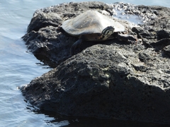 Phrynops williamsi