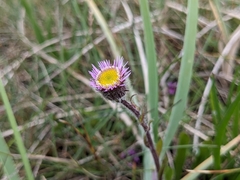 Erigeron uniflorus