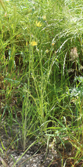 Tragopogon graminifolius