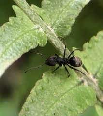 Dolichoderus bispinosus