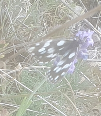 Melanargia galathea
