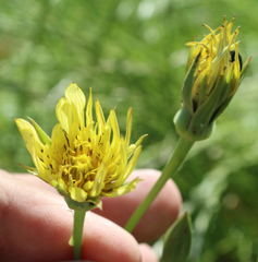 Tragopogon graminifolius