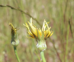 Tragopogon graminifolius