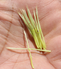 Tragopogon graminifolius