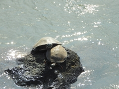 Phrynops williamsi
