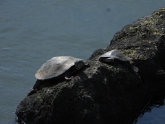 Phrynops williamsi