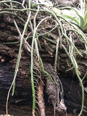 Lepismium lumbricoides