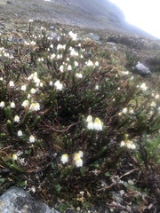 Cassiope tetragona