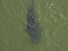 Steindachneridion melanodermatum