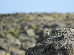 Muscisaxicola capistratus