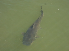 Steindachneridion melanodermatum