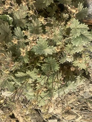 Potentilla × villosula