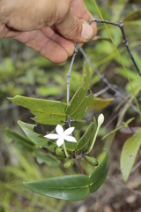 Cyclophyllum