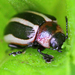 Coreopsis Beetle - Photo (c) Denis Doucet, some rights reserved (CC BY-NC), uploaded by Denis Doucet